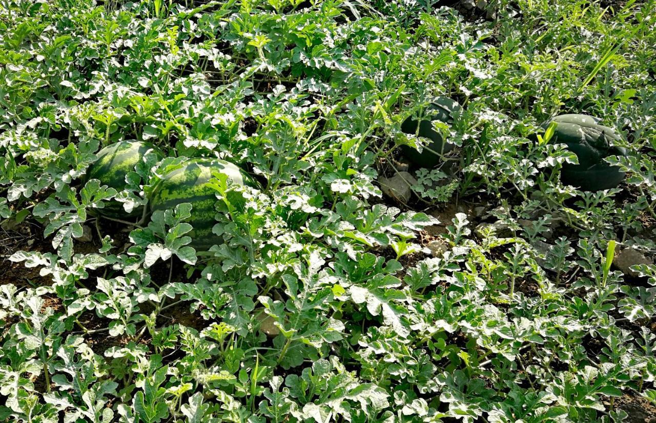 Agropensiunea Valea Fagilor Luncavita 外观 照片